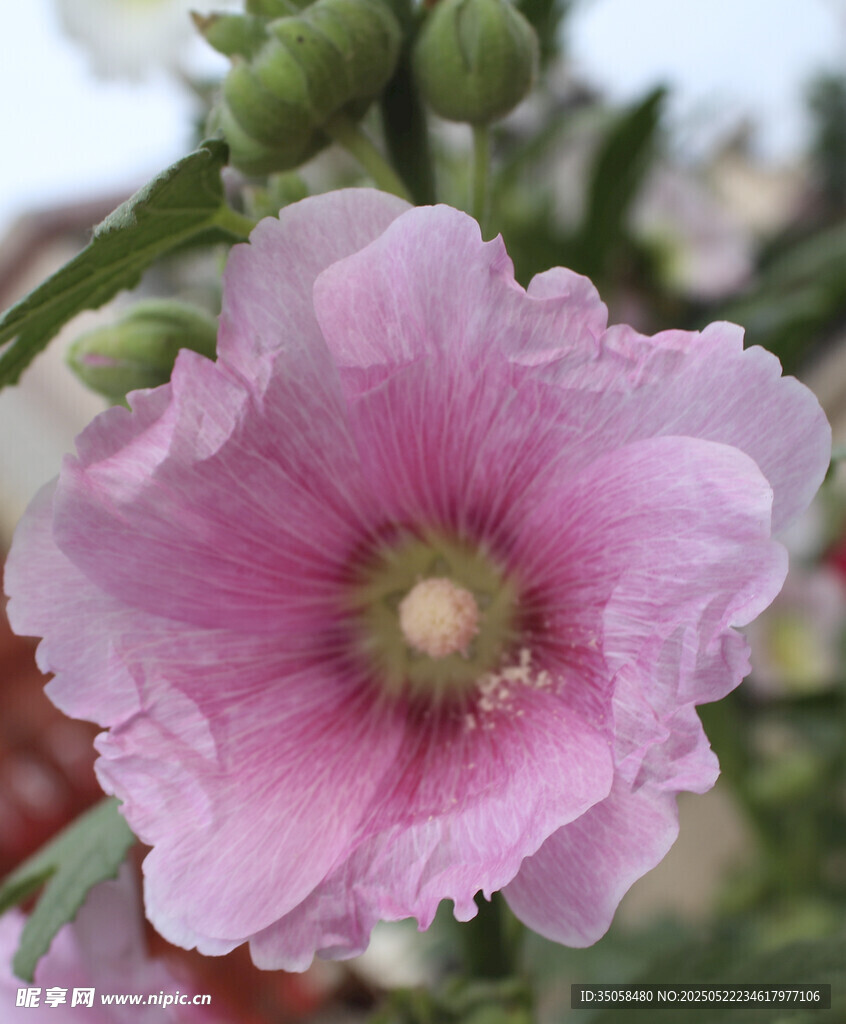 芙蓉葵  