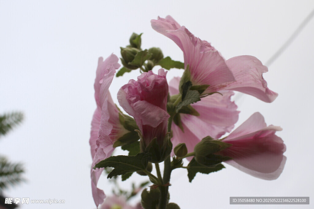 芙蓉葵  