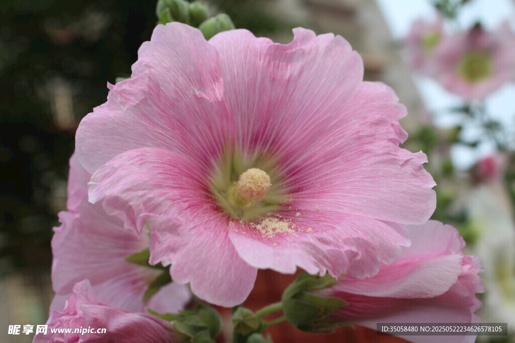芙蓉葵  