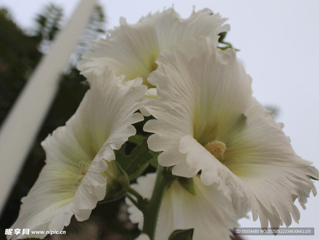 芙蓉葵 