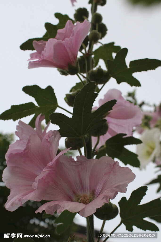 芙蓉葵  