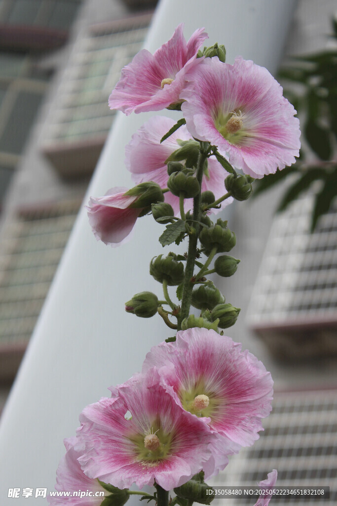 芙蓉葵 