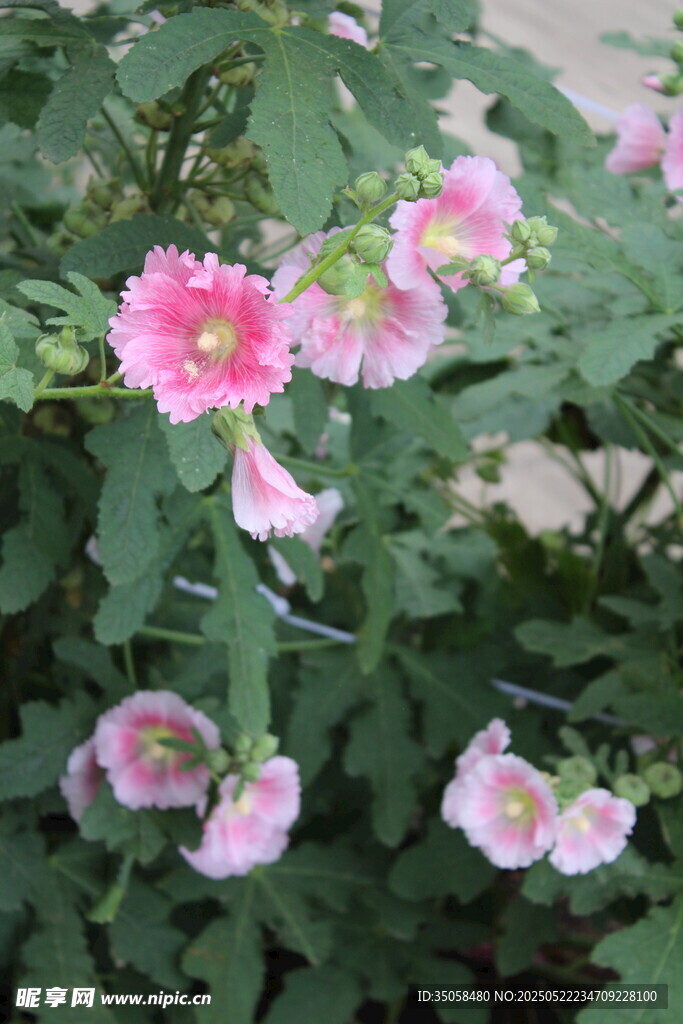 芙蓉葵  