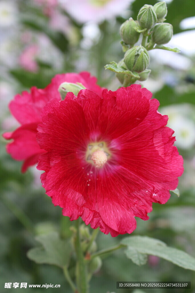 芙蓉葵 