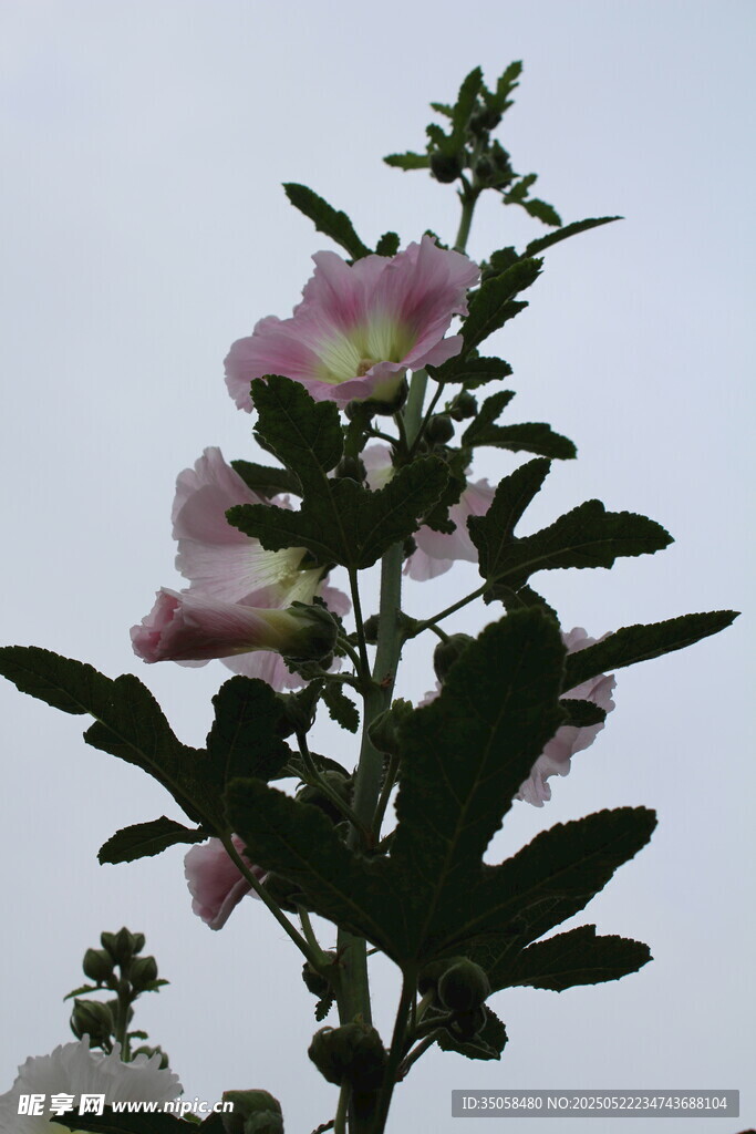 芙蓉葵  