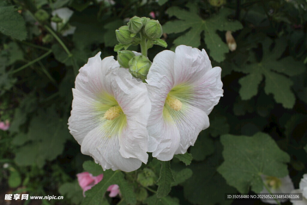 芙蓉葵  