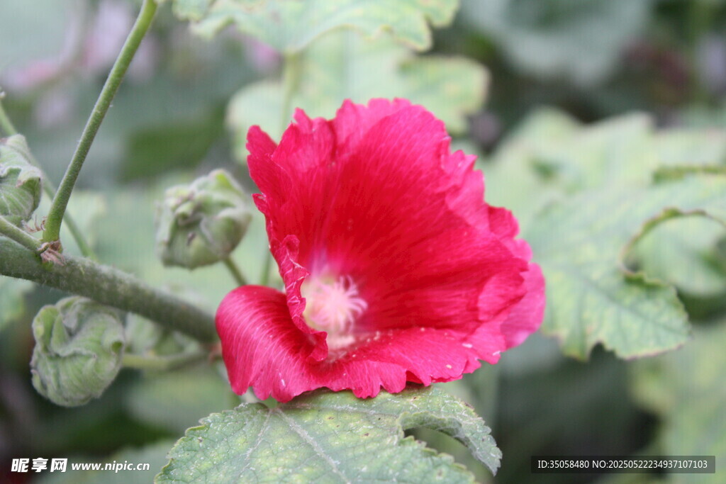 芙蓉葵  