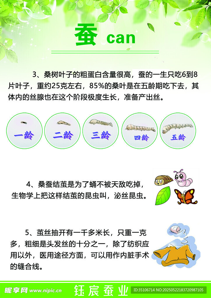 蚕的生长过程科普介绍