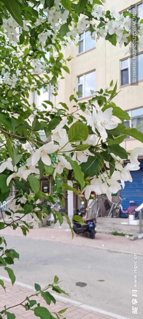 校园毕业季学士帽抛洒瞬间
