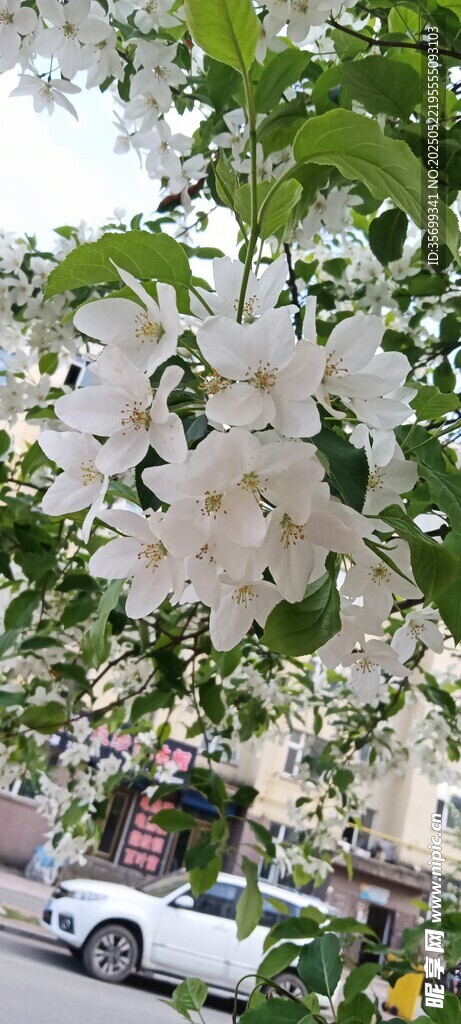繁花满树的美丽景致