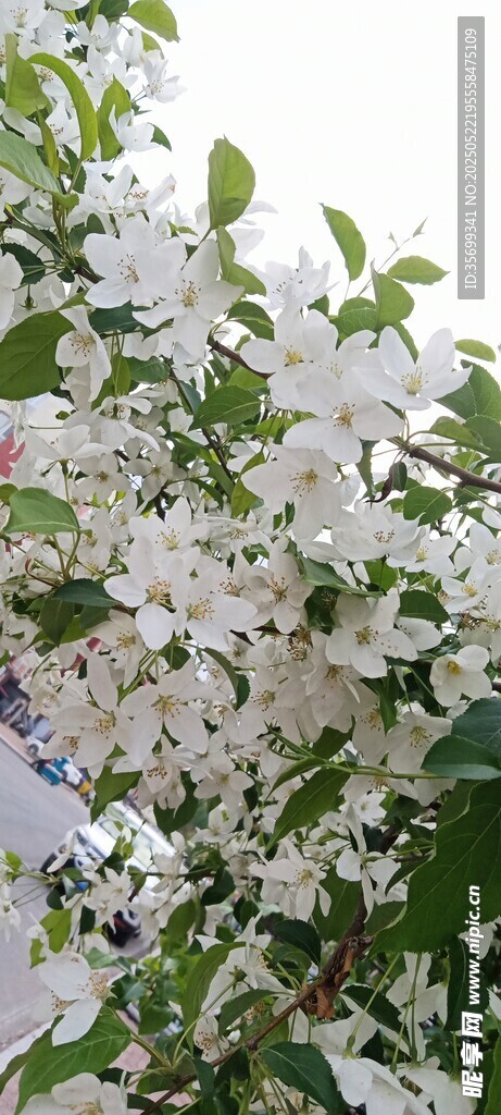 洁白繁花绽放枝头