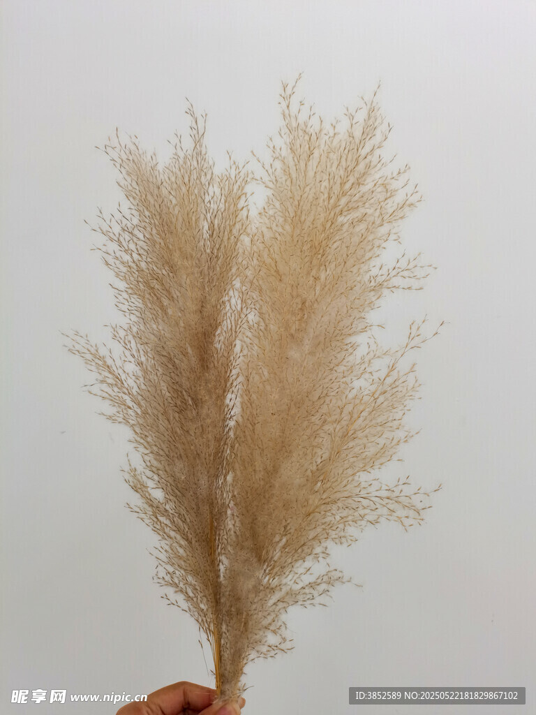 芦花特写