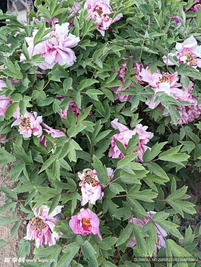 娇艳盛开的粉色牡丹花
