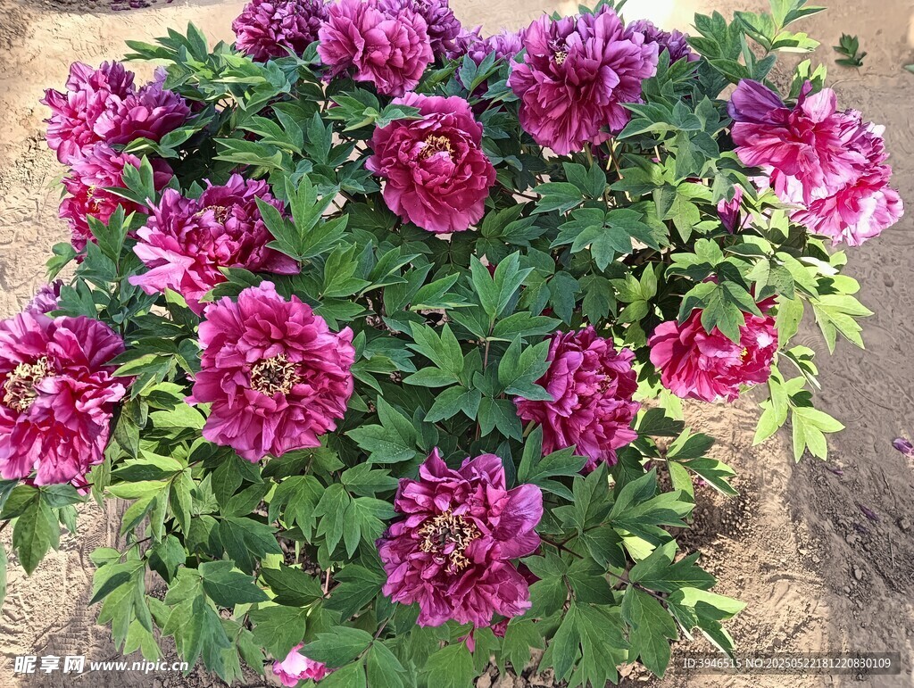 艳丽绽放的紫牡丹花