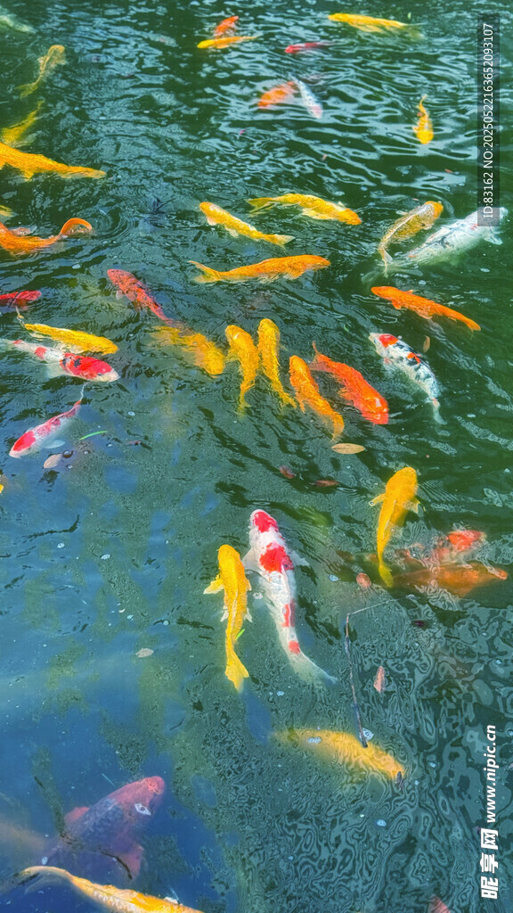 观赏鱼