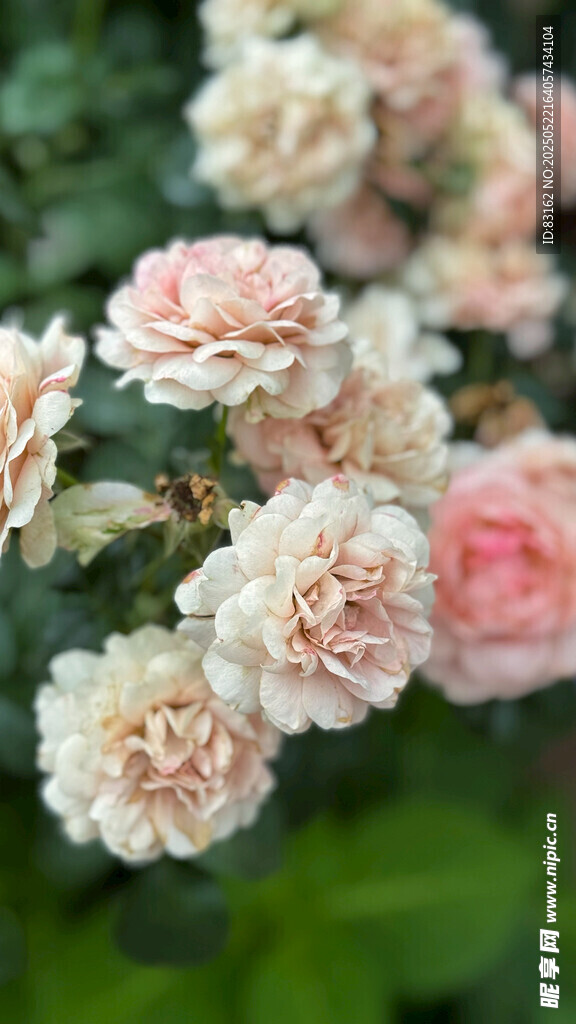 月季花