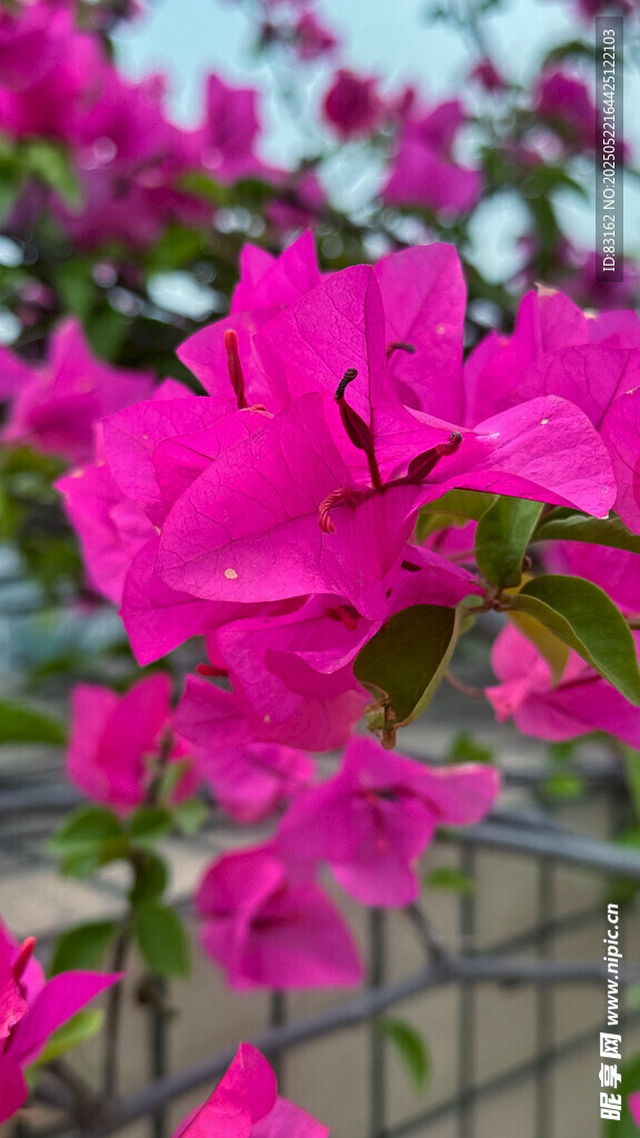 三角梅粉色