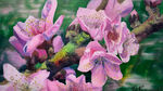 桃花画作