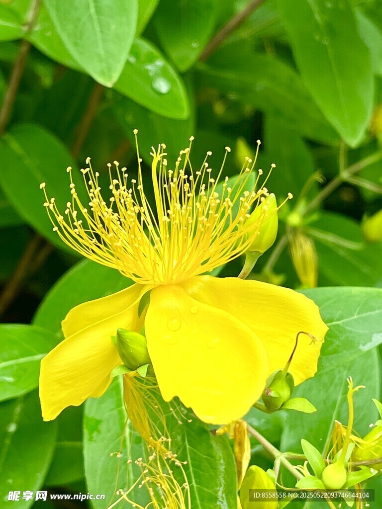 黄色金丝桃花绽放摄影