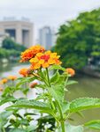 河畔绽放的鲜艳橙色小花