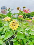 花摄影