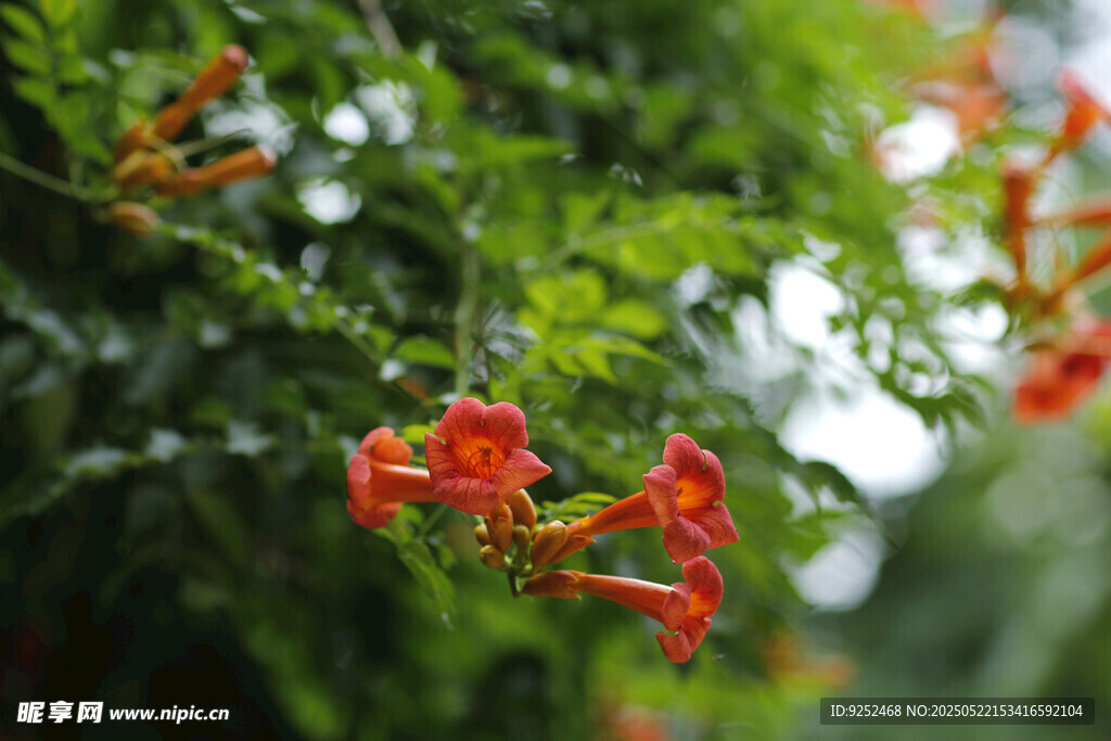  凌霄花