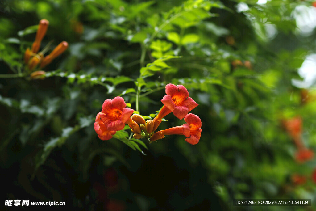  凌霄花