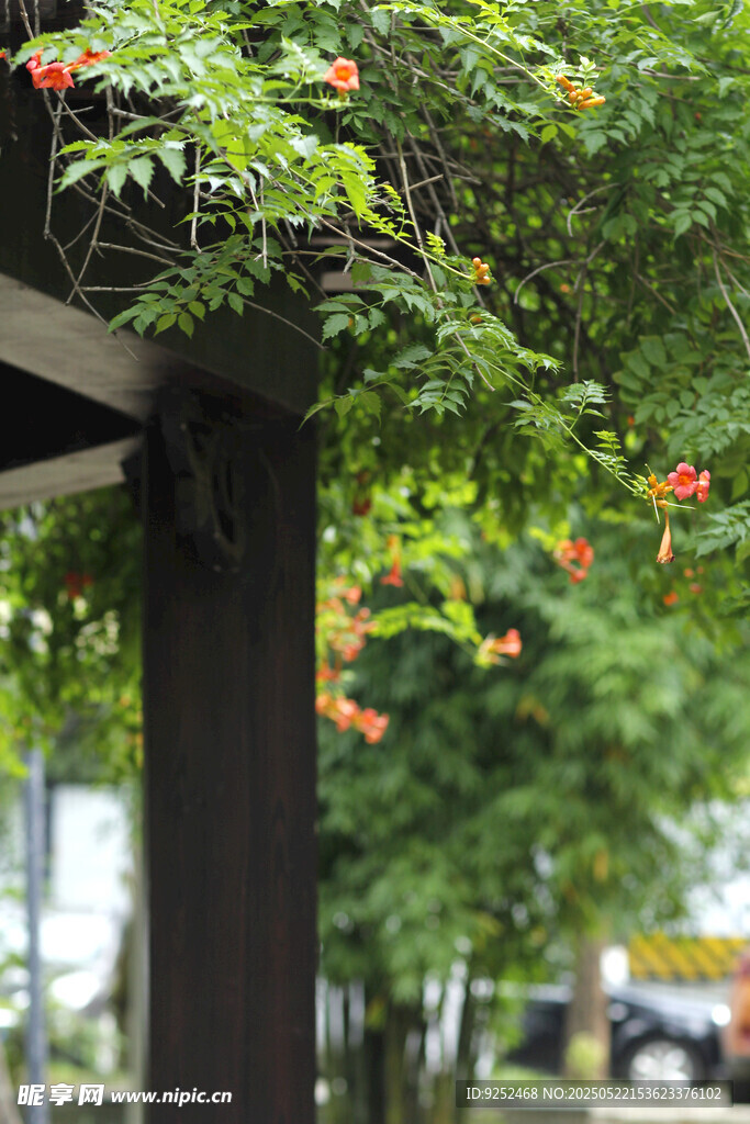 凌霄花