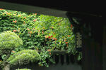 藤萝花 