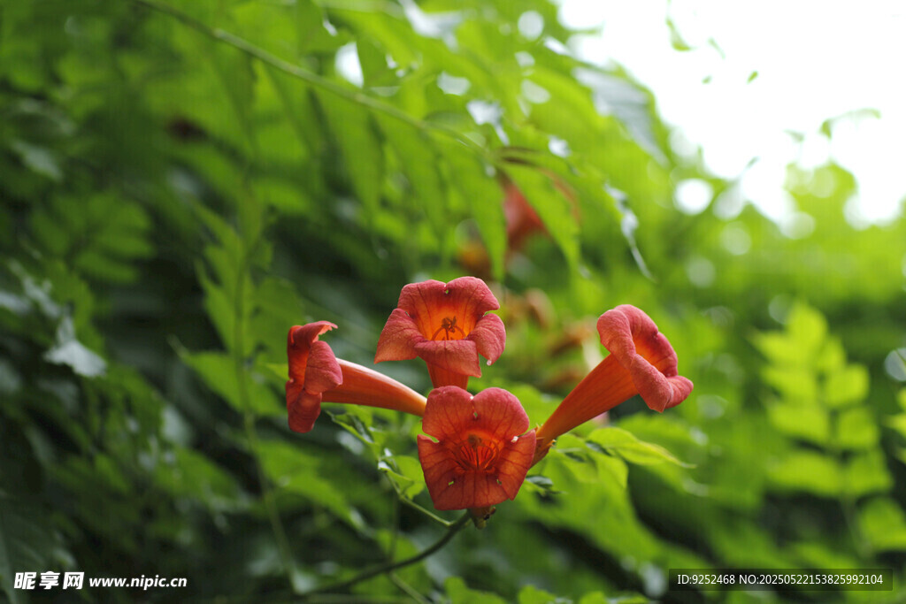 凌霄花