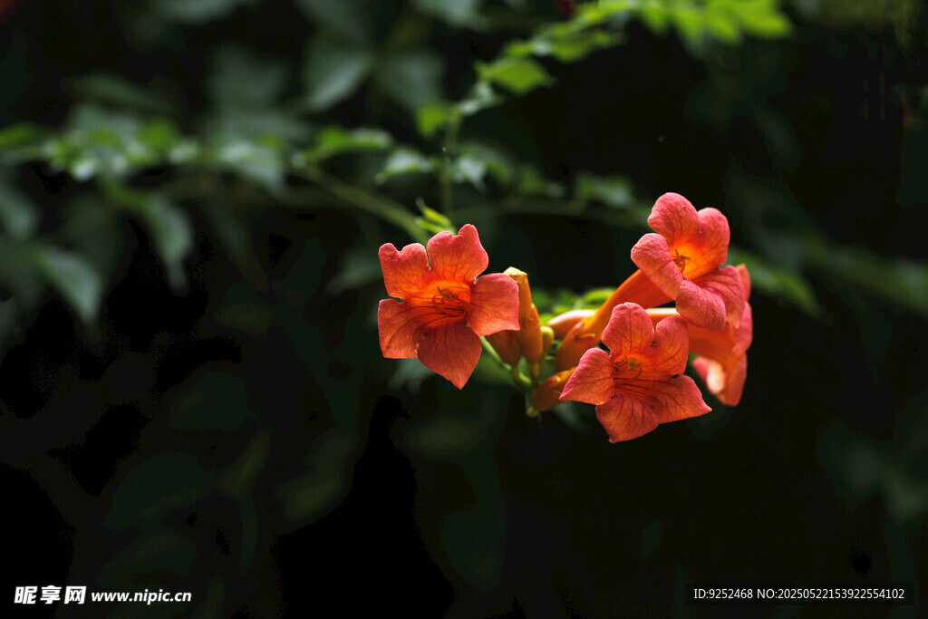  凌霄花