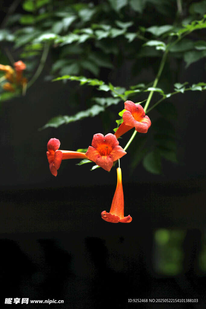 凌霄花