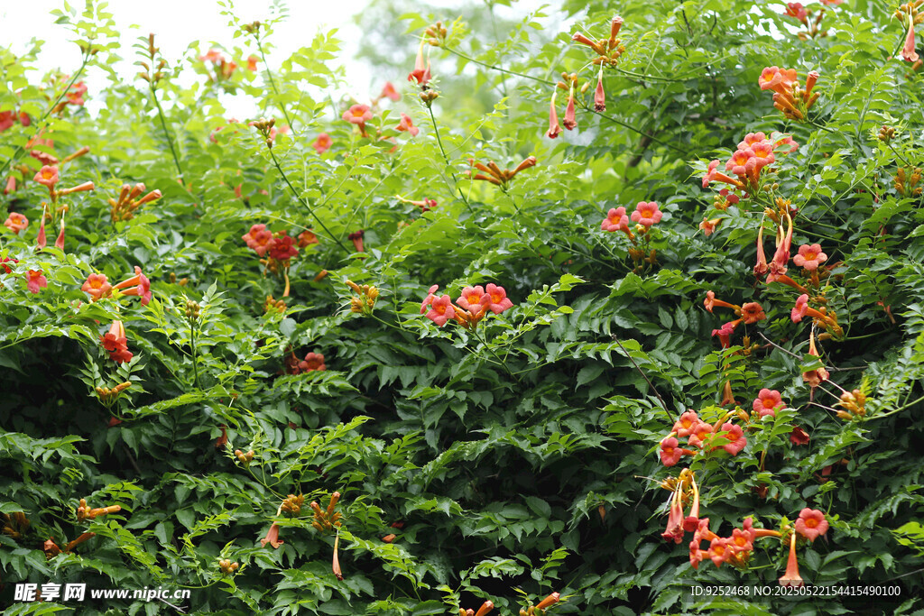 凌霄花