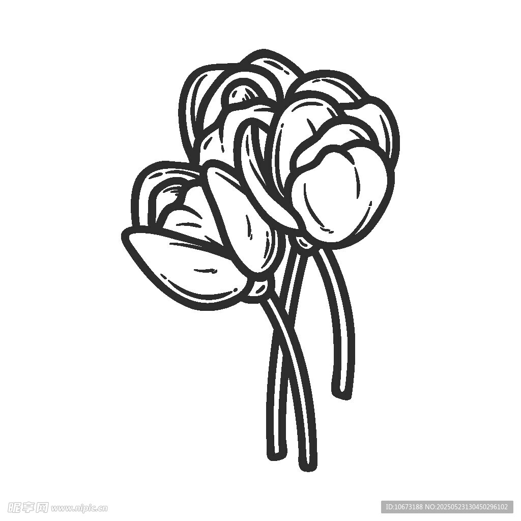 手绘线条风郁金香插画
