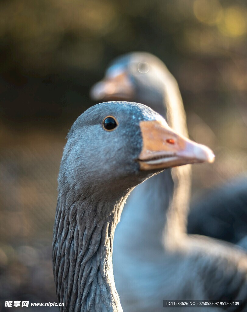 灰鹅特写