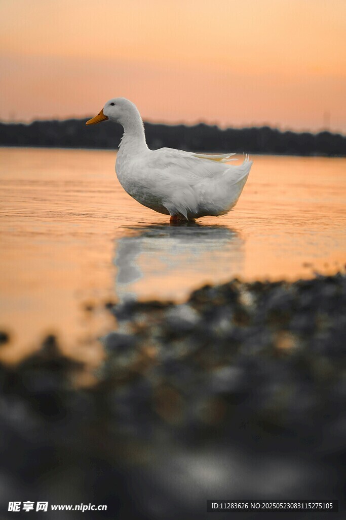 夕阳下独站水边的白鹅
