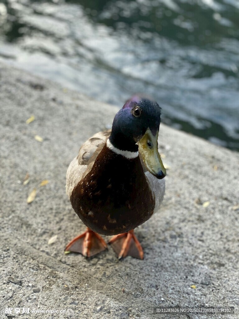 岸边的绿头鸭