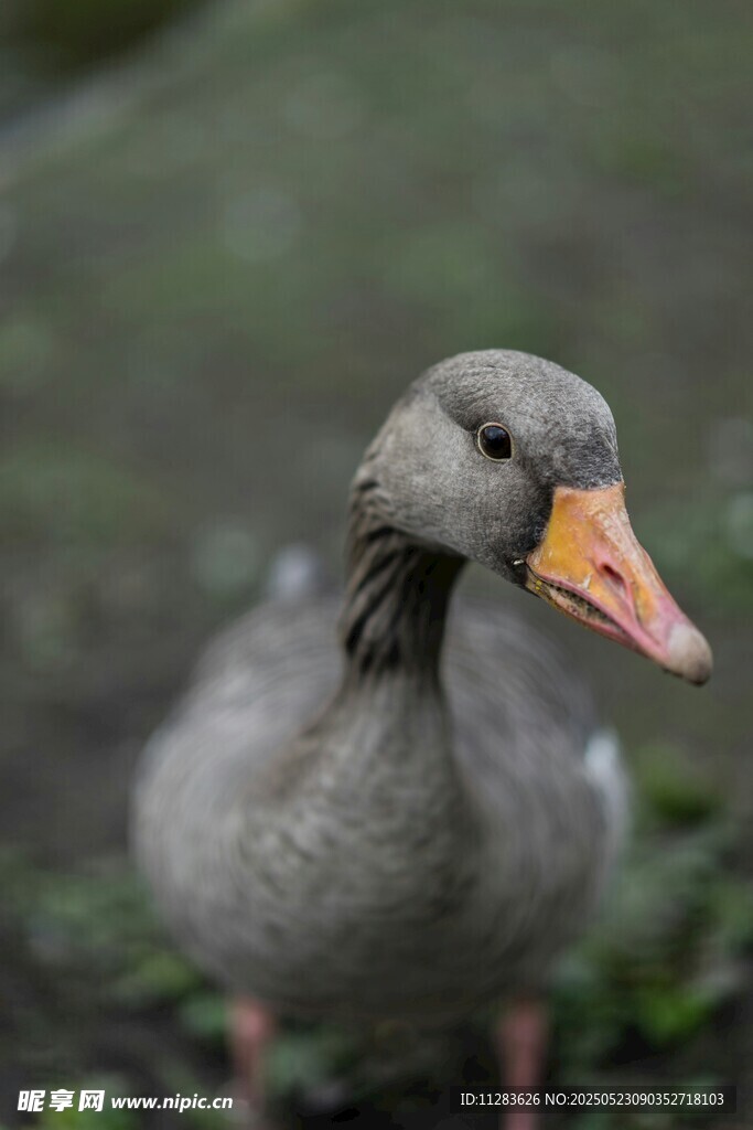 呆萌小鹅特写