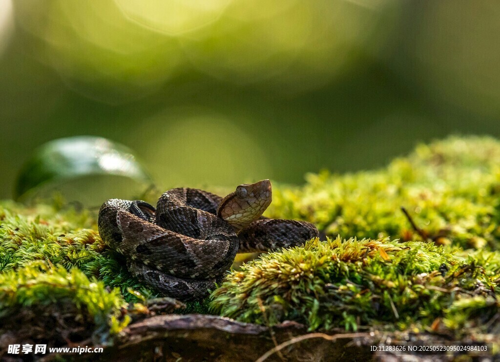 青苔上的蛙