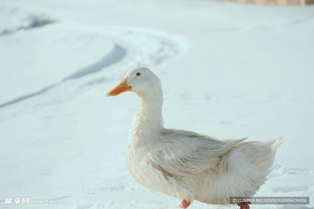 雪地中的白鹅