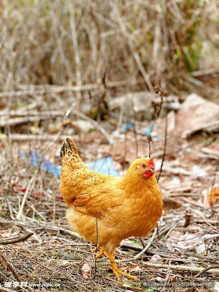 田野中的黄羽鸡