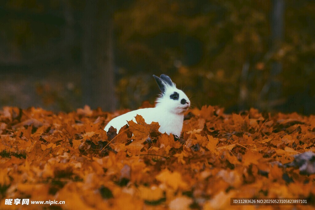 秋景中可爱的黑白猫咪