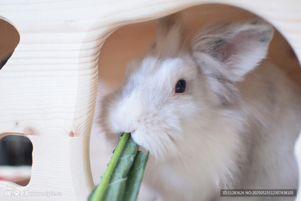 白兔惬意啃食嫩绿蔬菜