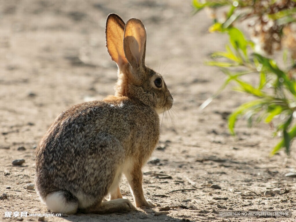 野外蹲坐的长耳野兔