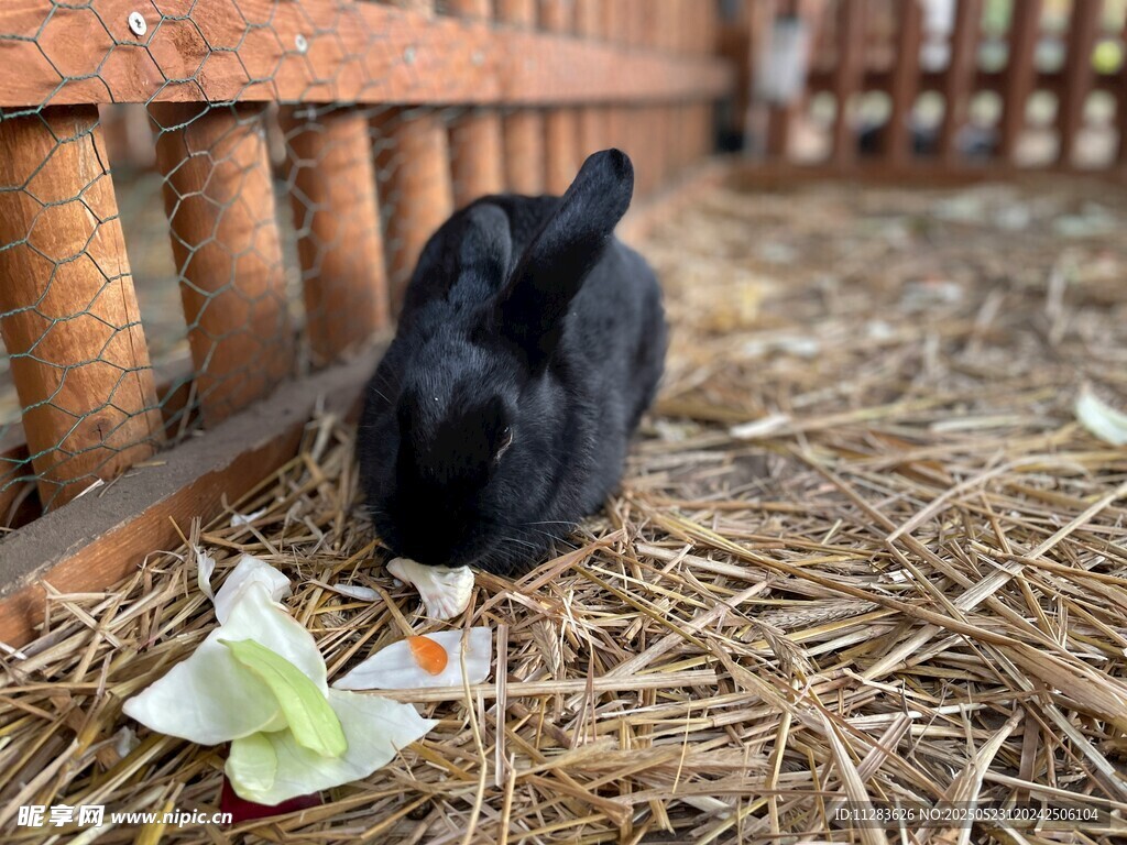 两只小兔在干草上进食