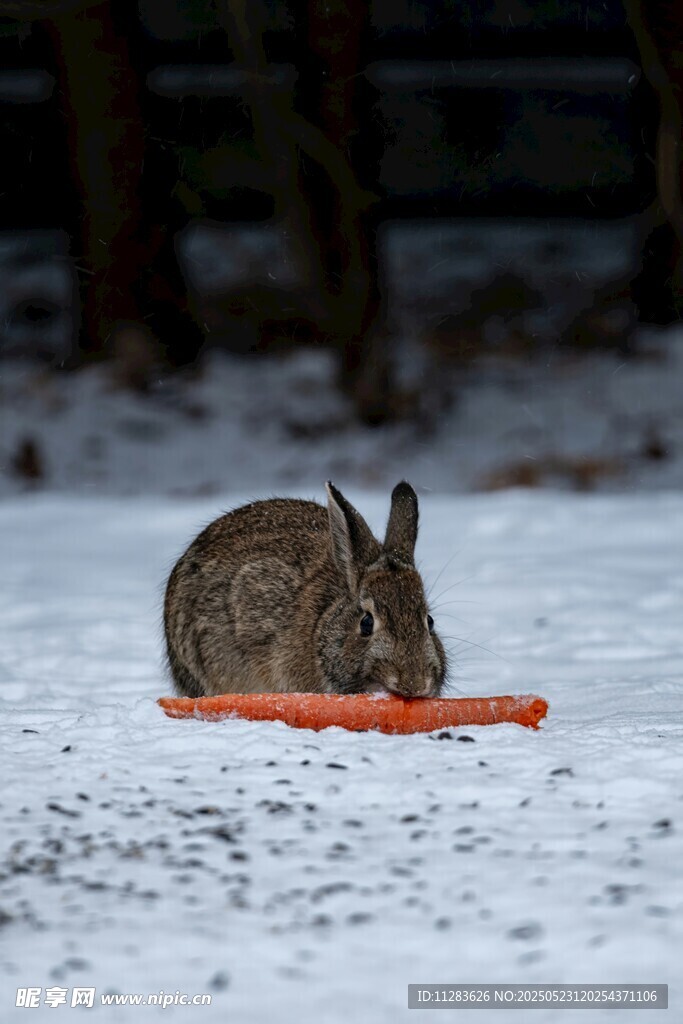 雪地中啃食胡萝卜的野兔