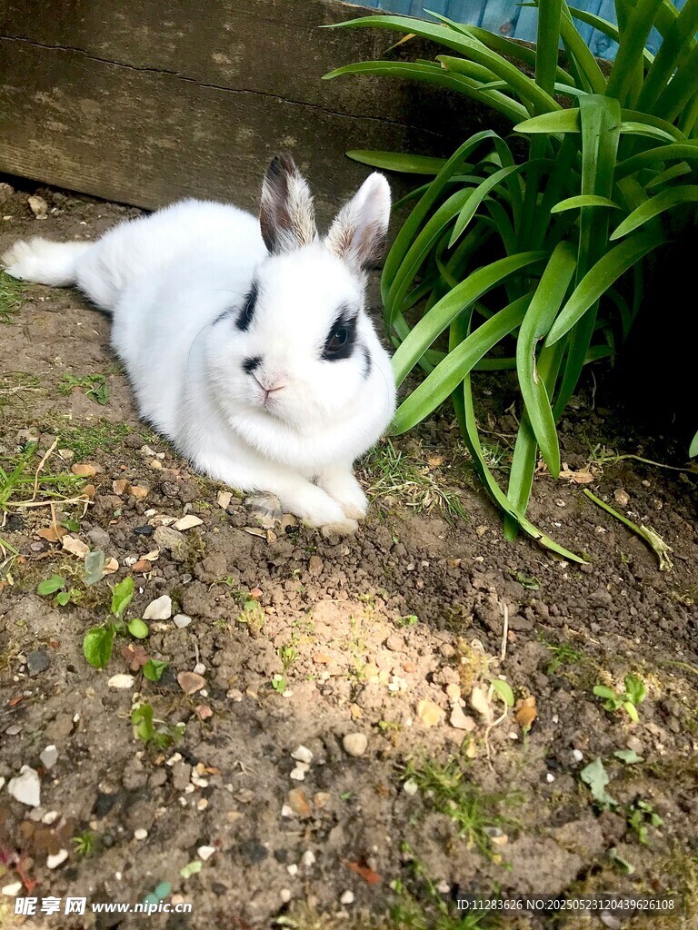 白兔卧于草地绿植间