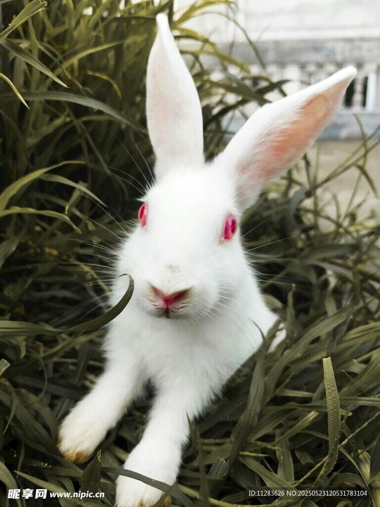 草丛中的可爱白兔