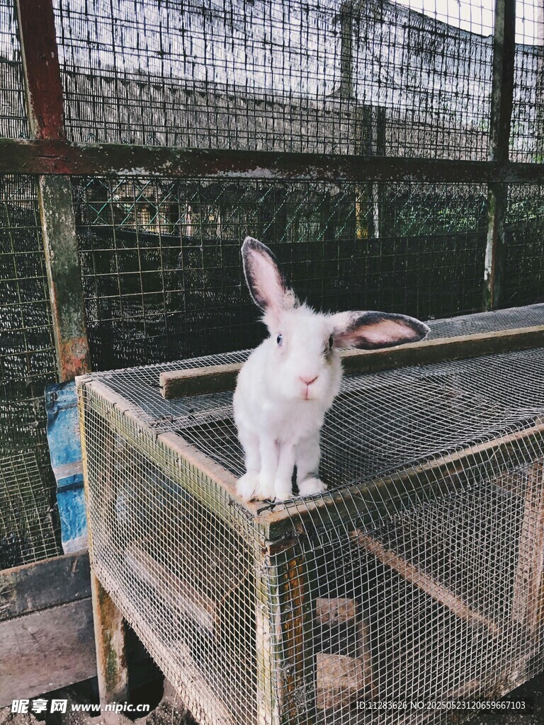 笼中白兔