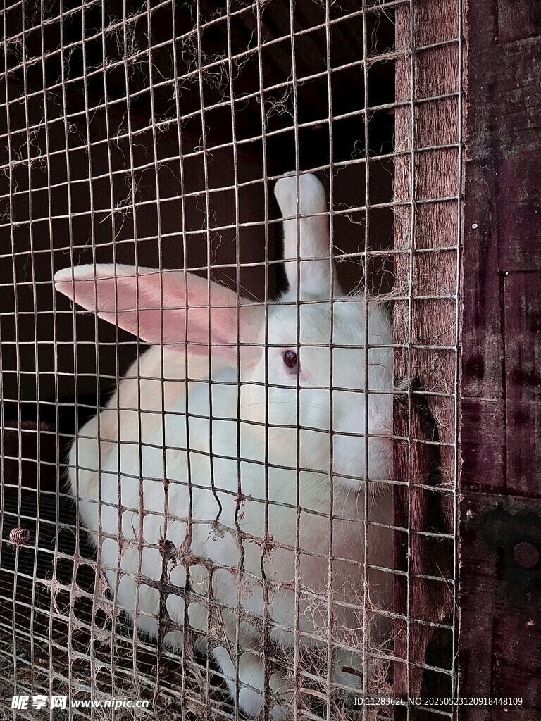 笼中白兔